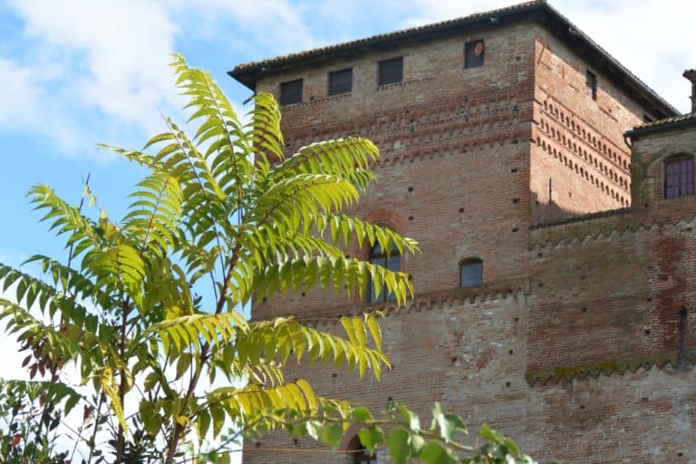Grinzane Cavour – castello e pianta, Ott.2015 (Piemonte)