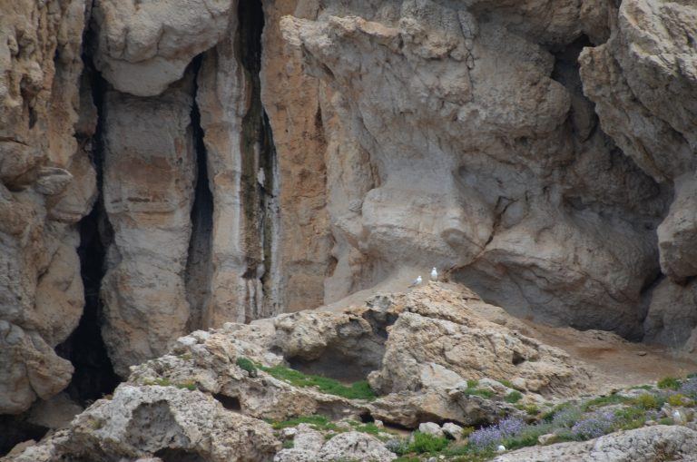 Grotta di Nettuno (2) (Sardegna)