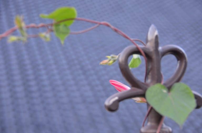 Japan, Hakodate – vine, Sept.2014 (Hakodate)