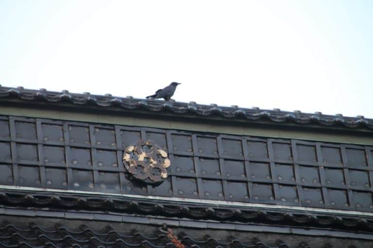 Giappone, Hakodate – piccione, set. 2014 (Hakodate)