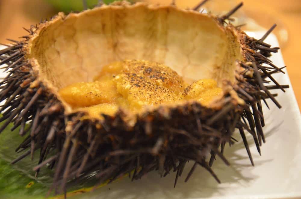 Sea urchin Miranda Loves Travelling