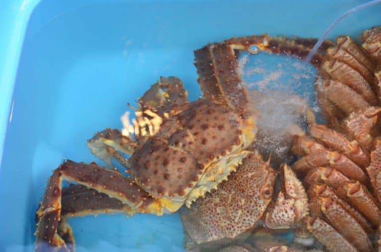 Japan, Hakodate – crab, Sept.2014 (Kakodate)