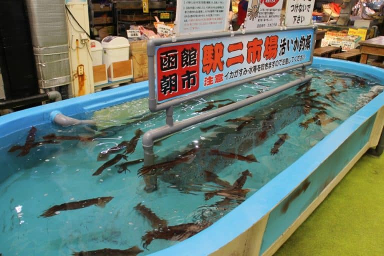 Japan, Hakodate – squid, Sept.2014 (Kakodate)