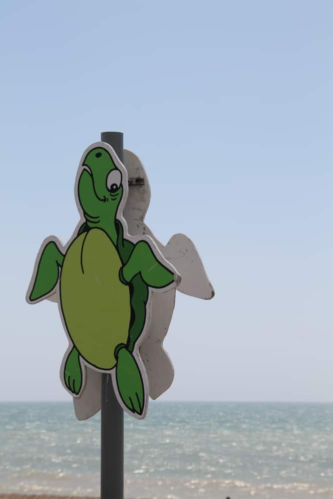 spiaggia – tartaruga, Giugno 2015 (Hastings)