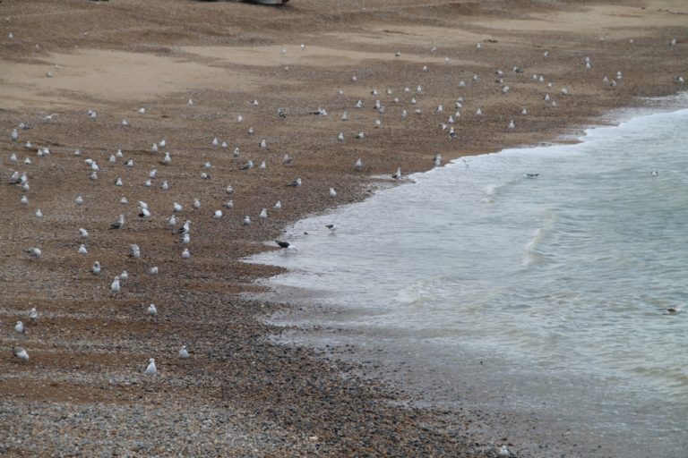 spiaggia – molti gabbiani, Giugno 2015 (Hastings)