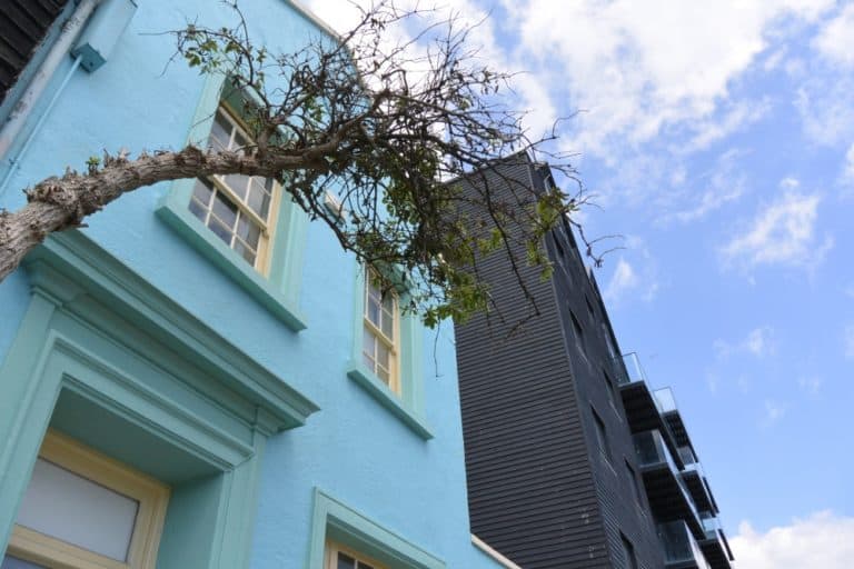 città vecchia – casa blu e albero, Giugno 2015 (Hastings)