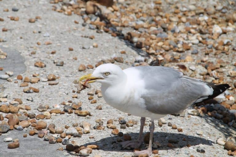 spiaggia – gabbiano, Giugno 2015 (Hastings)