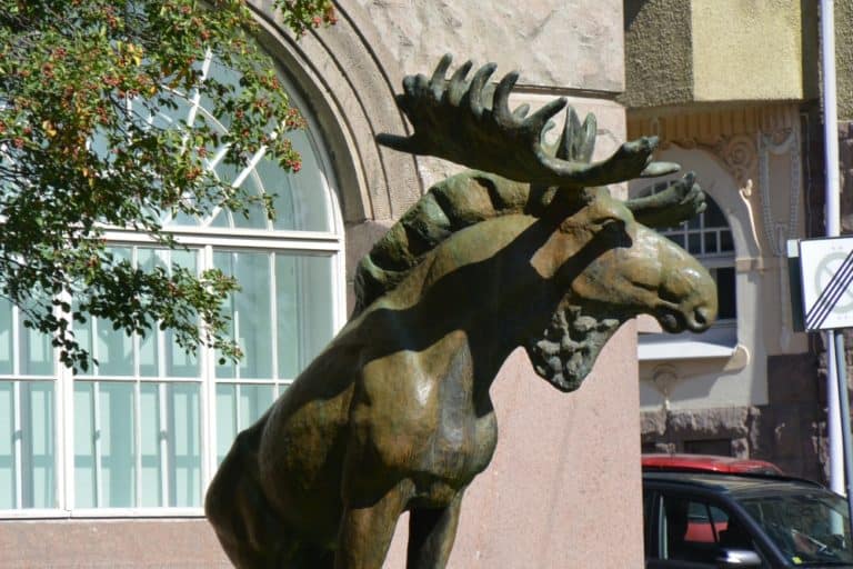 città – renna, Agosto 2015 (Helsinki)
