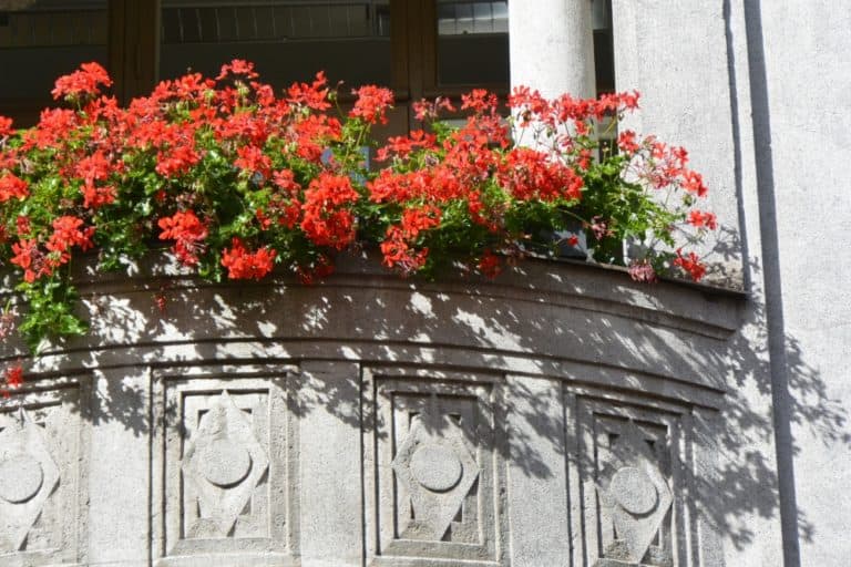 town – red flowers, Aug.2015 (Helsinki)