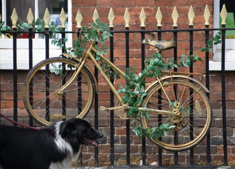 inghilterra, Henley-on-Thames – cane, giugno 2013
