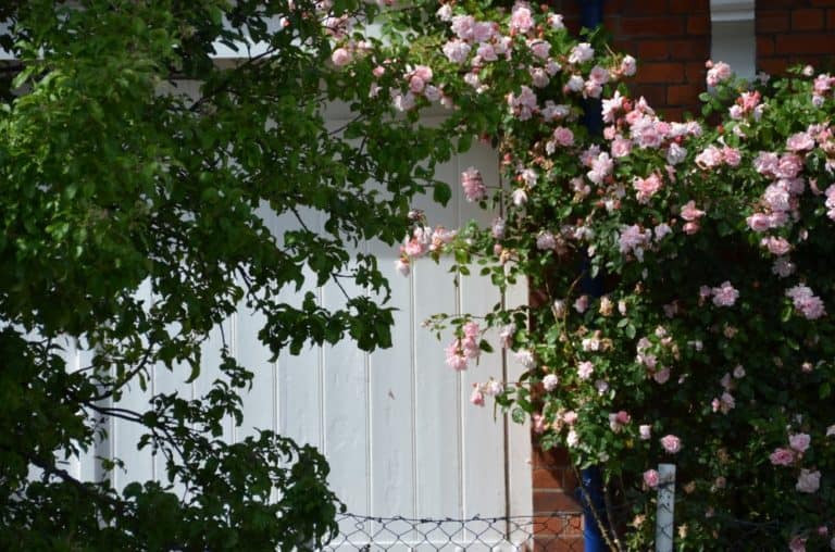 inghilterra, Henley-on-Thames – molto inglese, giugno 2013