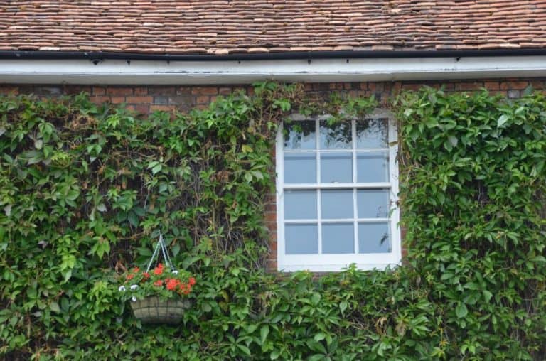 inghilterra, Henley-on-Thames – finestra in verde, giugno 2013