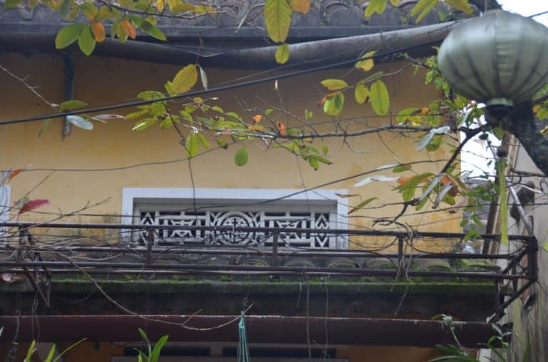 Vietnam, Hoi An – leaves, Jan.2015 (Hoy An)