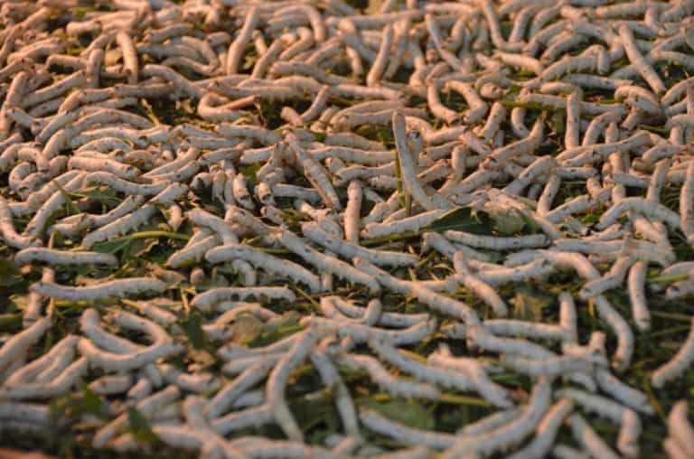Vietnam, Hoi An – silkworms, Jan.2015 (Hoy An)