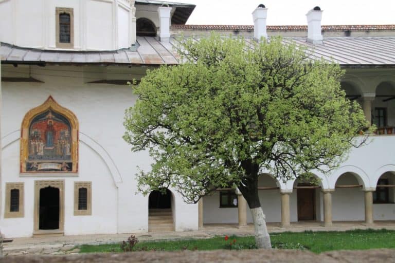 Romania, Horezu – tree, Apr.2014 (Valcea)