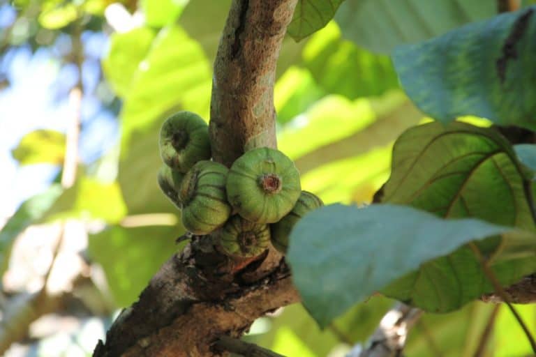 Vietnam, Hue – figs, Jan.2015 (Hue)