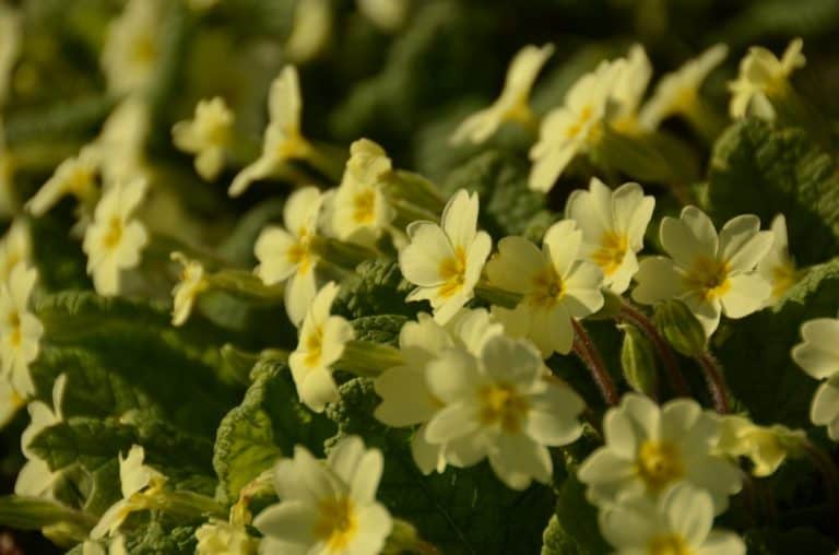 Inghilterra, High Wycombe  – fiori, mar.2014