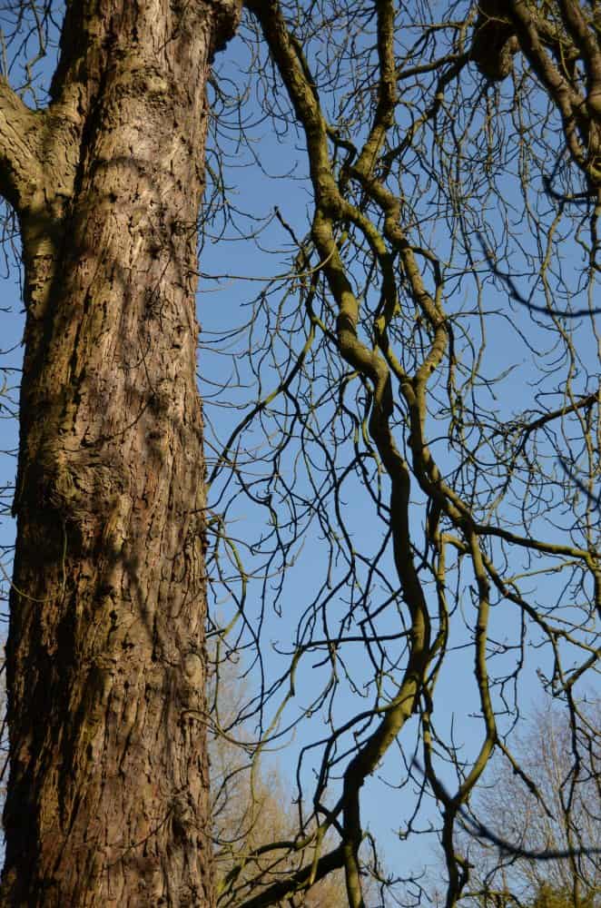 Inghilterra, High Wycombe  – albero e blu, mar.2014