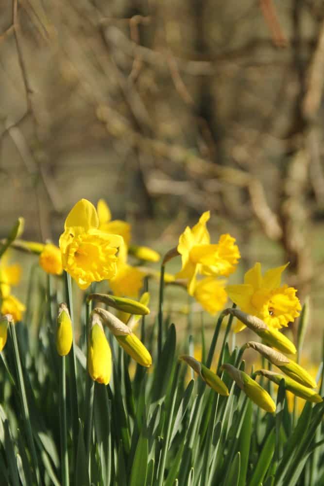Inghilterra, High Wycombe  – narcisi, mar.2014