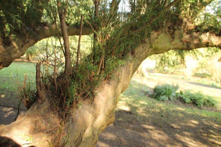 Inghilterra, High Wycombe  – vecchio albero, mar.2014