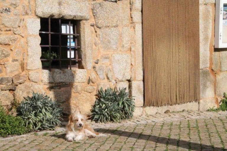 Portogallo, Idanha-a-Velha – cane, nov. 2014 (Monsanto)