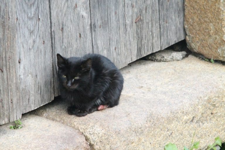 Portogallo, Idanha-a-Velha – gatto, nov. 2014 (Monsanto)