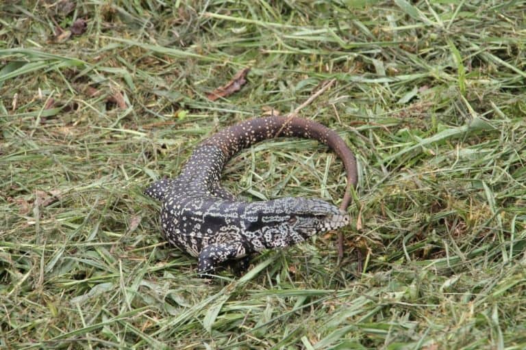 iguana 2, Jan.2016 (Cataratas de Iguazú)