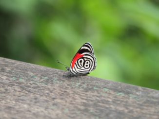 gli animali cascate iguazu, farfalla