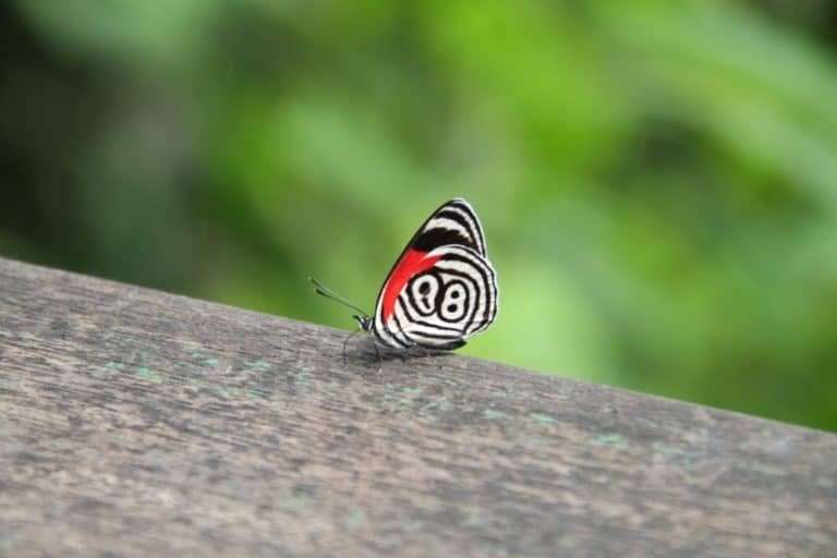 Animals in Iguazu