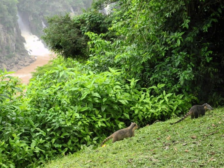 coatis, Jan.2016 (Cataratas de Iguazú)