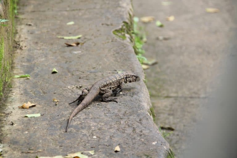 iguana 1, Jan.2016 (Cataratas de Iguazú)