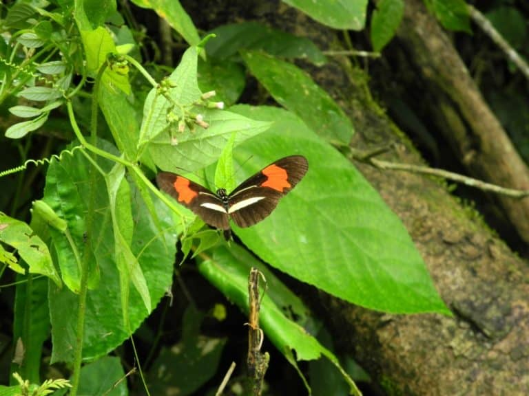 butterfly 2, Jan.2016 (Cataratas de Iguazú)
