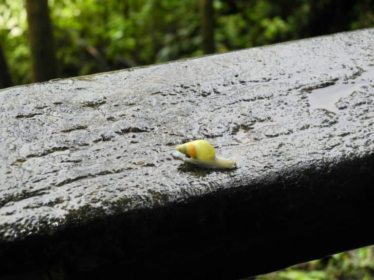 snail, Jan.2016 (Cataratas de Iguazú)