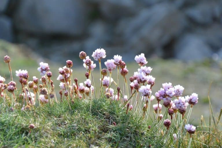 Isle of Portland – flowers, May 2015 (Dorset)