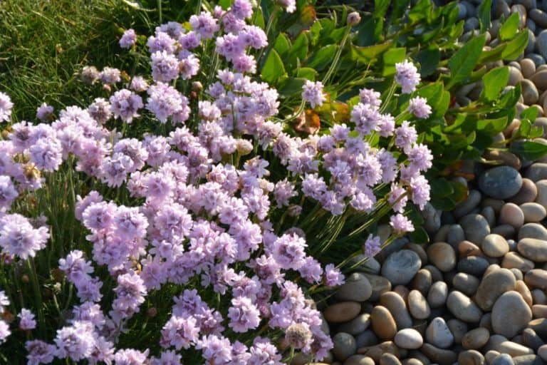 Isle of Portland – flowers and pebbles, May 2015 (Dorset)