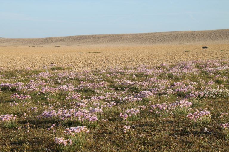 Isle of Portland – vast field, May 2015 (Dorset)