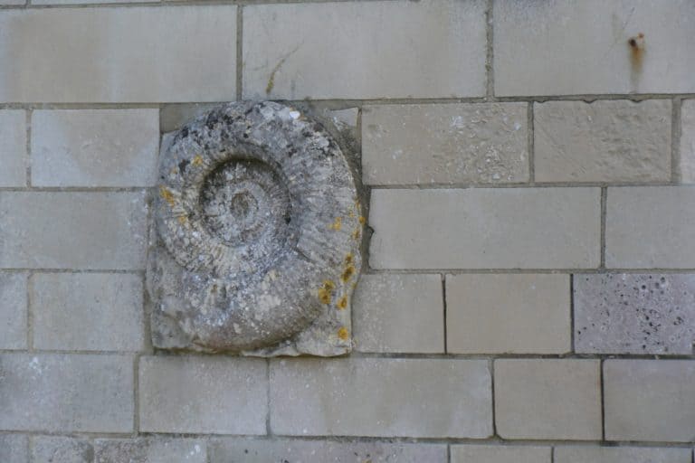 Isle of Portland – ammonite, May 2015 (Dorset)