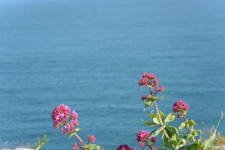 Isle of Portland – pink and blue, May 2015 (Dorset)
