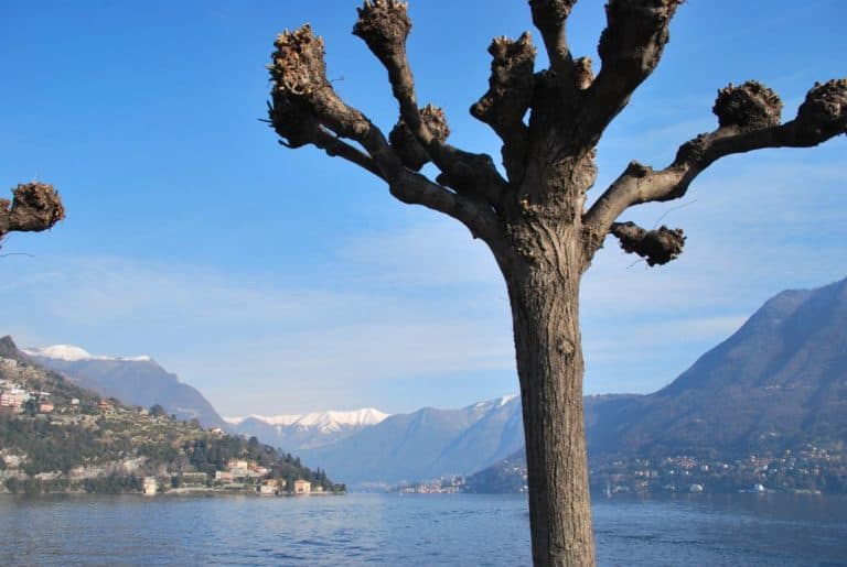 Italia, Cernobbio – albero e lago, gennaio 2013 (Lombardia)