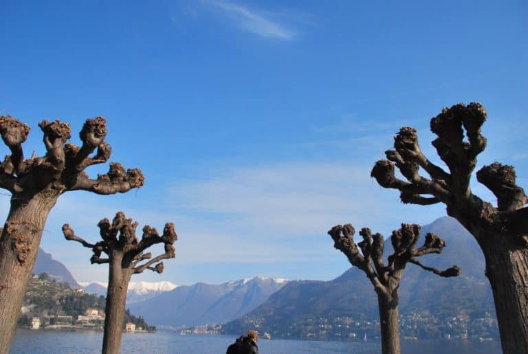 Italia, Cernobbio – alberi e cielo, gennaio 2013 (Lombardia)