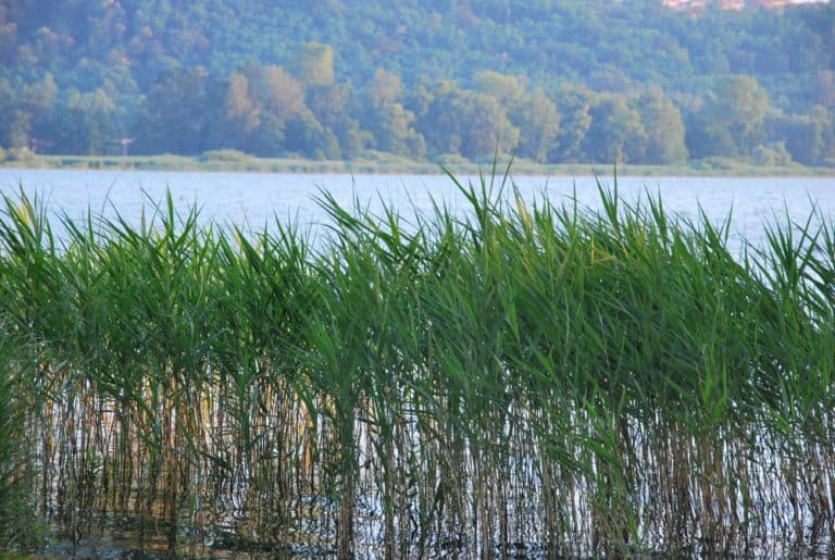 Italia, Lago di Varese – piante acquatiche, giugno 2013 (Lombardia)
