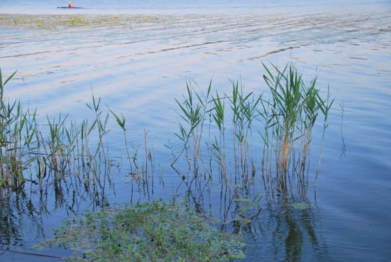 Italia, Lago di Varese – increspatura, giugno 2013 (Lombardia)