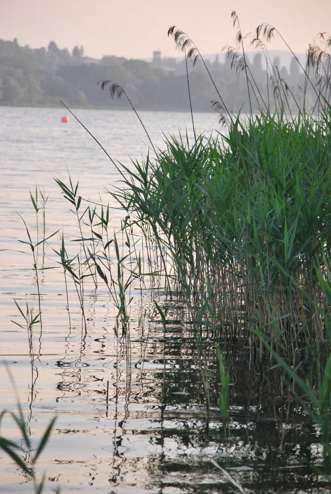 Italia, Lago di Varese – acqua, giugno 2013 (Lombardia)