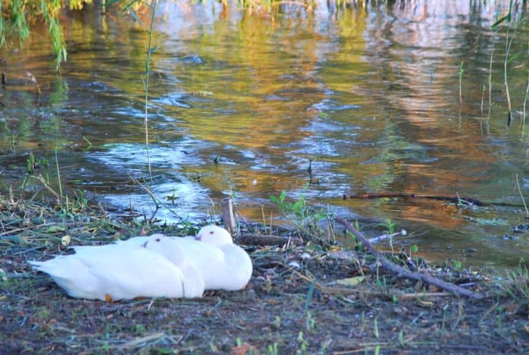 Italia, Lago di Varese – uccelli, giugno 2013 (Lombardia)