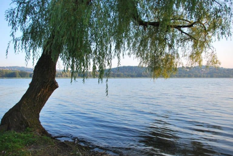 Italia, Lago di Varese – albero, giugno 2013 (Lombardia)