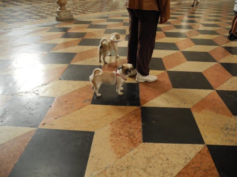 イタリア、パドヴァ－犬 2011年 (ヴェネト)