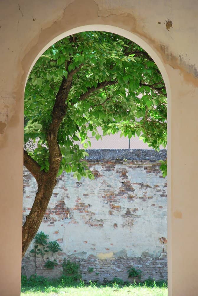 Italy, Piacenza – tree in arch, June 2013 (Emilia-Romaña)