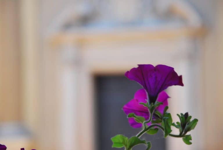 Italy, Piacenza – flowers, June 2013 (Emilia-Romaña)