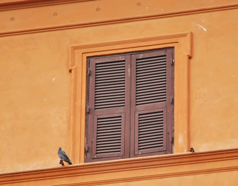 Italy, Rome – pigeon, Nov.2013 (Rome)