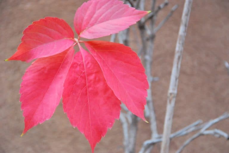 Italy, Rome – red leaves, Nov.2013 (Rome)